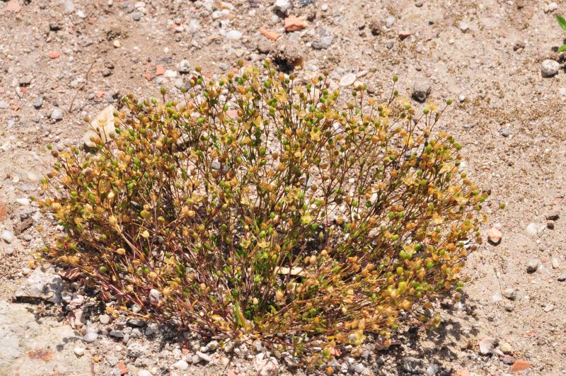 Sagina apetala / Sagina senza petali